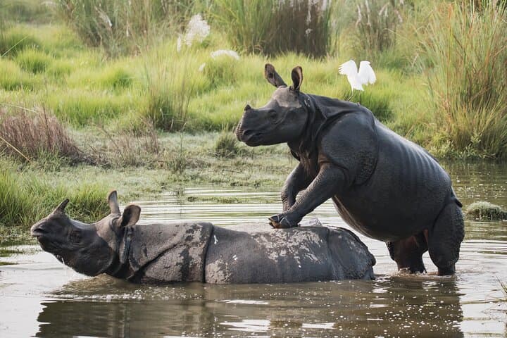 Overnight in Chitwan National Park: 2-Night Wildlife Safari & Jungle Tower Experience photo 4