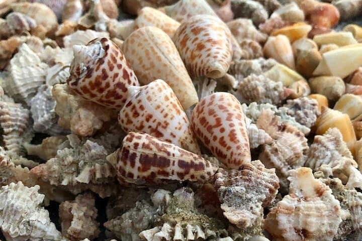 Kice Island Shelling Trip: 4-Hour Goodland Boat Tour to Ten Thousand Islands photo 4