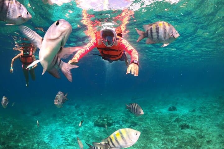 Chankanaab Park Cozumel: Snorkel the Mesoamerican Reef with Lunch and Beach Access photo 4