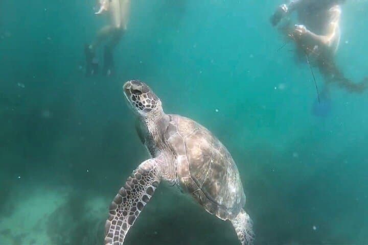 La Jolla Two-Hour Kayak & Snorkel Tour for Two — Kayak the Ecological Reserve photo 5