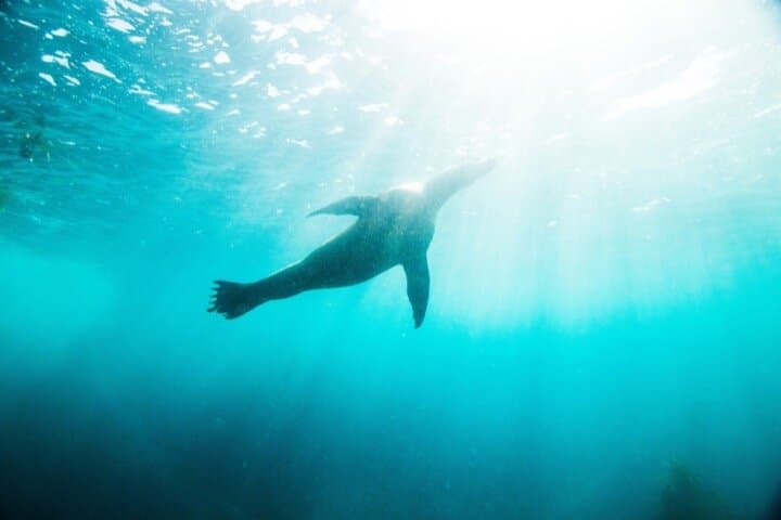 La Jolla Two-Hour Kayak & Snorkel Tour for Two — Kayak the Ecological Reserve photo 2