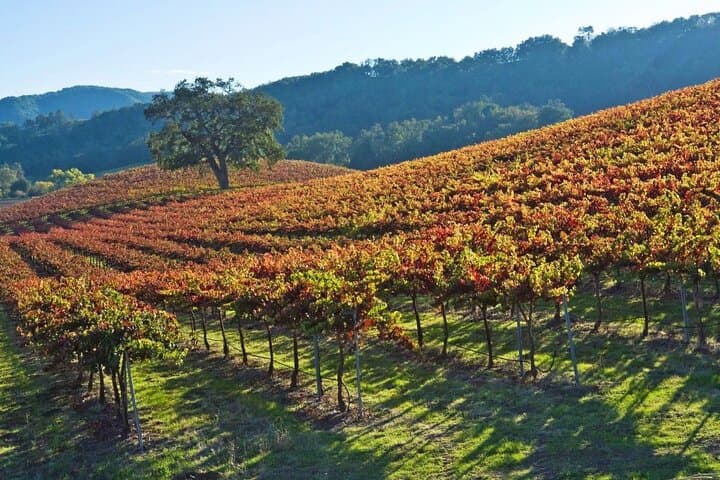 Discovery Flight Over Paso Robles Wine Country — 30-Minute Private Plane Experience photo 2