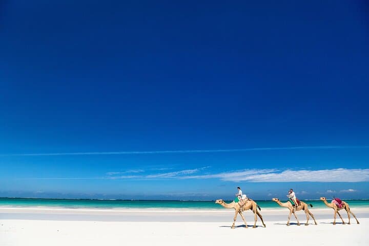 2-Hour Camel Ride in Djerba Lagoon: Guided Camel Trek Through Berber Villages