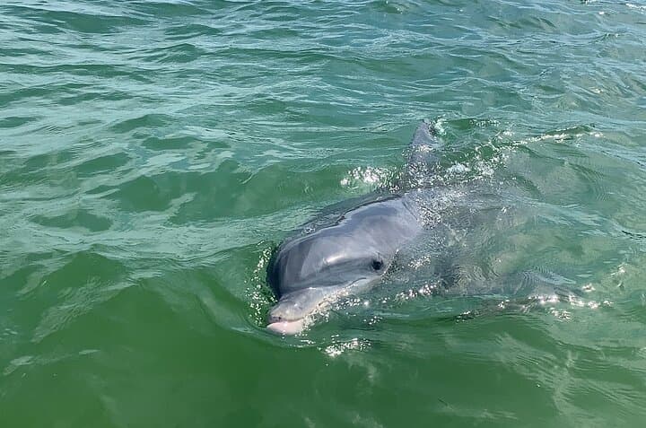 Exploring Sanibel Island: A Private Dolphin and Sightseeing Boat Tour Adventure