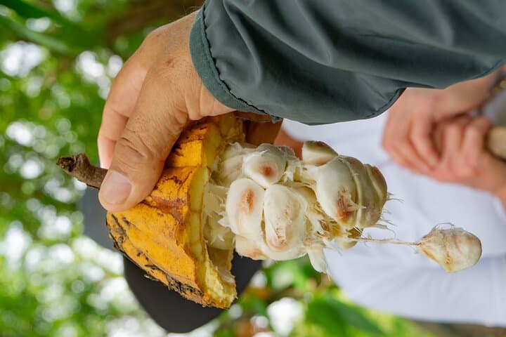 Churute Mangrove Reserve & Cocoa Farm Day Trip from Guayaquil photo 6
