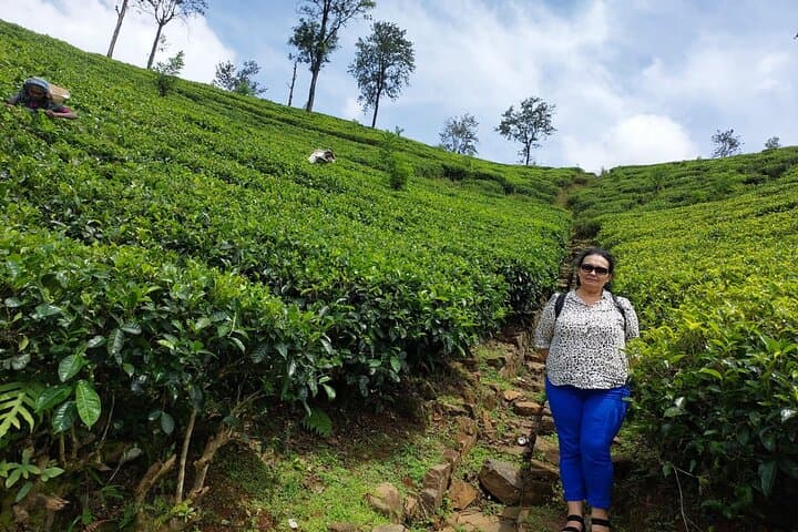 Sri Lanka Week in Paradise: 7-Day Cultural & Wildlife Tour from Colombo