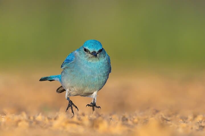 Private California Birding Photography Full-Day Tour in Orange County photo 3