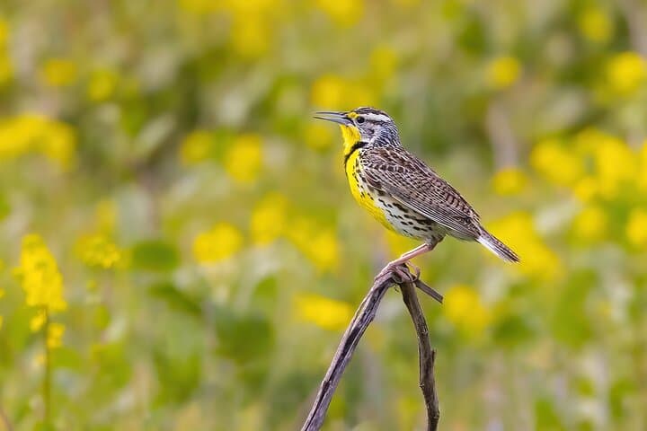 Private California Birding Photography Full-Day Tour in Orange County photo 4