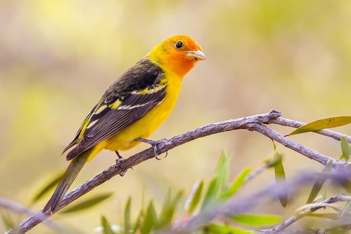 Private California Birding Photography Full-Day Tour in Orange County photo 1
