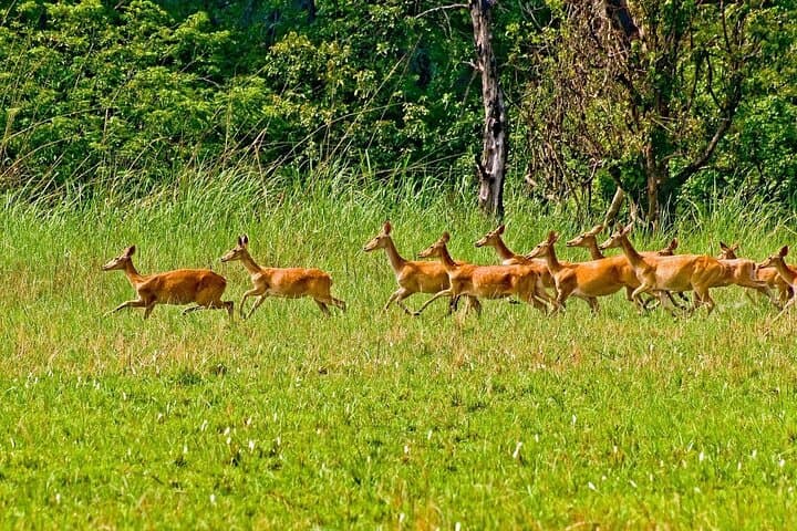 Chitwan Tower Night Stay: 3-Night Jungle Safari & Rapti River Canoe photo 3