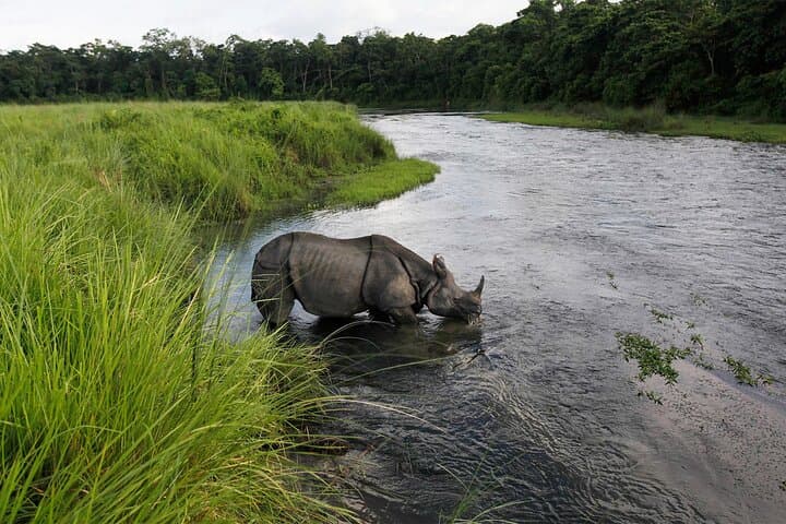 Jungle Tower Night Stay in Chitwan National Park — 2 Nights, 3 Days Wildlife Experience photo 3