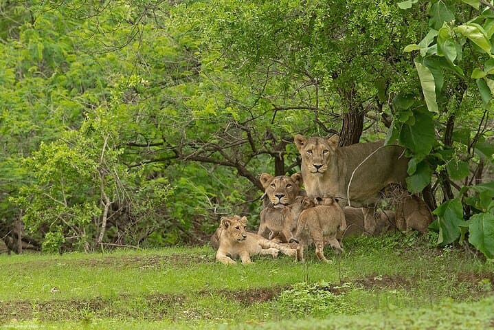 Skip-the-Line Gir National Park Weekend Safari: 1 Night, 2 Days Wildlife Escape