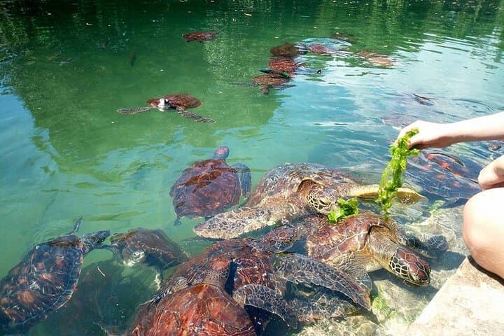 Nungwi Dolphin & Turtle Tour with Sunset Dhow Cruise — Swim with Turtles and Sunset Snorkel in Zanzibar photo 3
