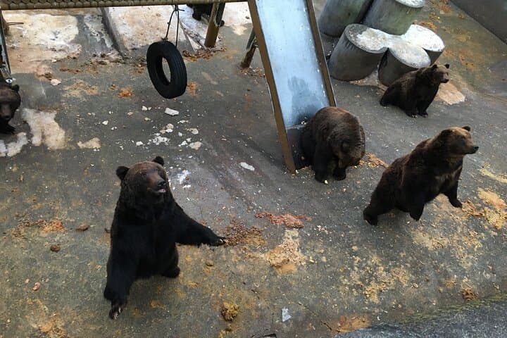 Noboribetsu Bear Park: Ropeway Views and Ezo Brown Bears in Hokkaido photo 6