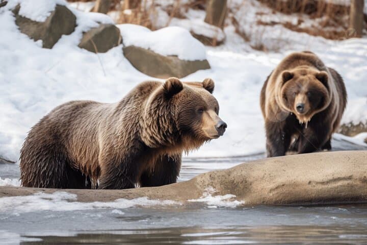 Noboribetsu Bear Park: Ropeway Views and Ezo Brown Bears in Hokkaido