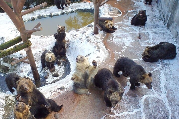 Noboribetsu Bear Park: Ropeway Views and Ezo Brown Bears in Hokkaido photo 4