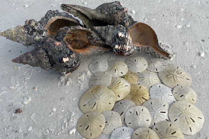 Kice Island Shelling Trip: 4-Hour Goodland Boat Tour to Ten Thousand Islands photo 3