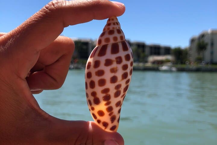Kice Island Shelling Trip: 4-Hour Goodland Boat Tour to Ten Thousand Islands photo 6