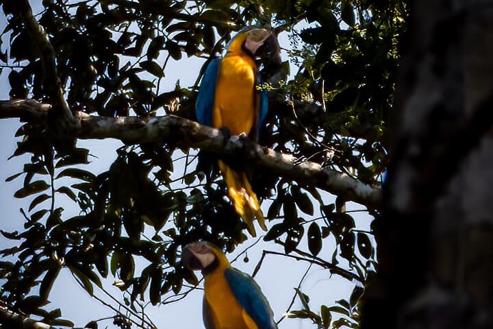 Cuyabeno Amazon: 5-Day Waita Lodge Jungle & Wildlife Experience photo 6