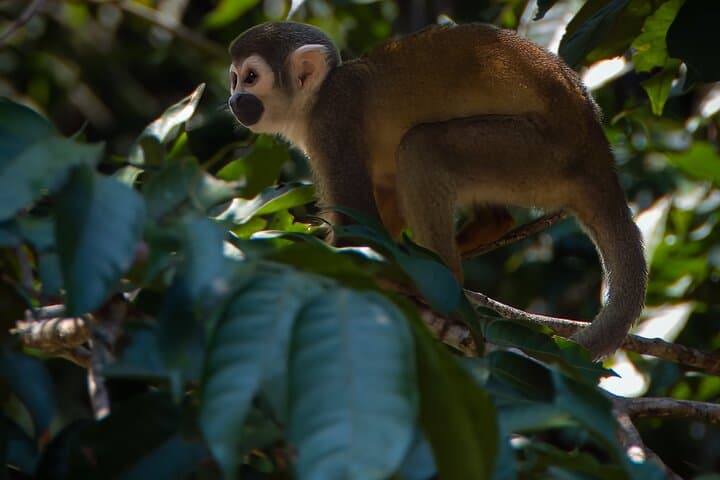 Cuyabeno Amazon: 5-Day Waita Lodge Jungle & Wildlife Experience photo 2