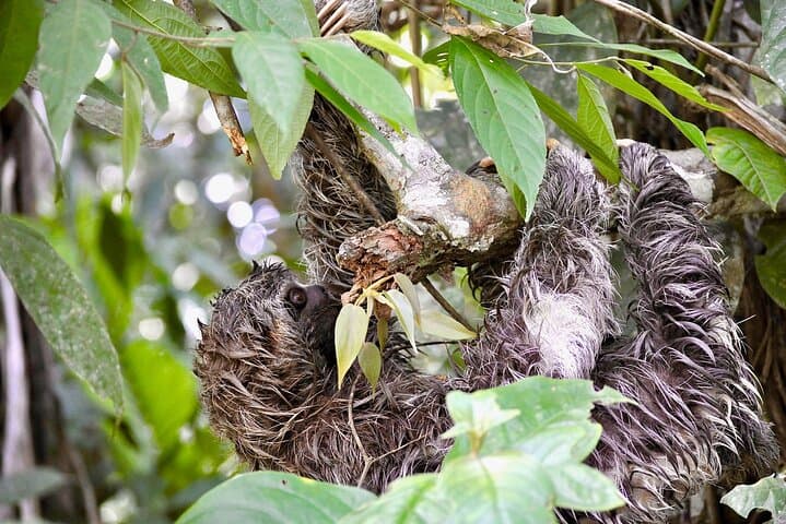 Cuyabeno Amazon: 5-Day Waita Lodge Jungle & Wildlife Experience photo 4
