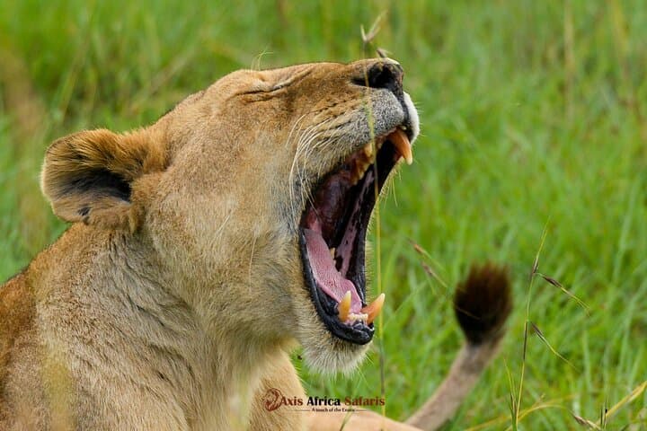 Wild 5-Day Kenya Safari: Maasai Mara, Lake Nakuru & Hell's Gate photo 2