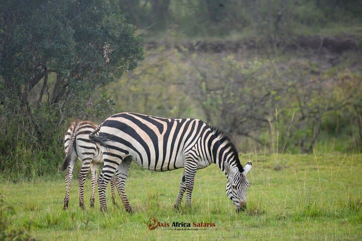 Wild 5-Day Kenya Safari: Maasai Mara, Lake Nakuru & Hell's Gate photo 3