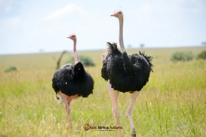 Wild 5-Day Kenya Safari: Maasai Mara, Lake Nakuru & Hell's Gate photo 6