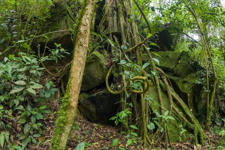 Cloud-Forest Hike in Chicaque Natural Park: Private Day Tour from Bogotá photo 6
