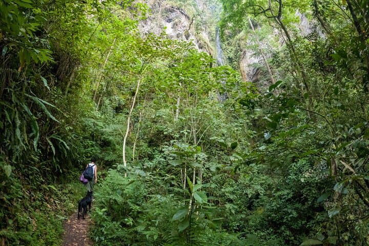 Cloud-Forest Hike in Chicaque Natural Park: Private Day Tour from Bogotá