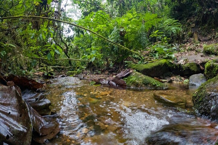 Cloud-Forest Hike in Chicaque Natural Park: Private Day Tour from Bogotá photo 5