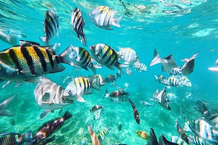 Rosario Islands Full-Day 5-Island Tour with Snorkeling from Cartagena photo 5