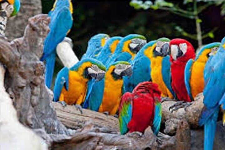 Full-Day Ubud Highlights: Bali Bird Park, Monkey Forest, Tegalalang & Tirta Empul photo 1