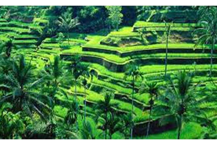 Ubud Day Tour: Monkey Forest, Tegalalang Rice Terraces, Jungle Swing & Tanah Lot Temple photo 5