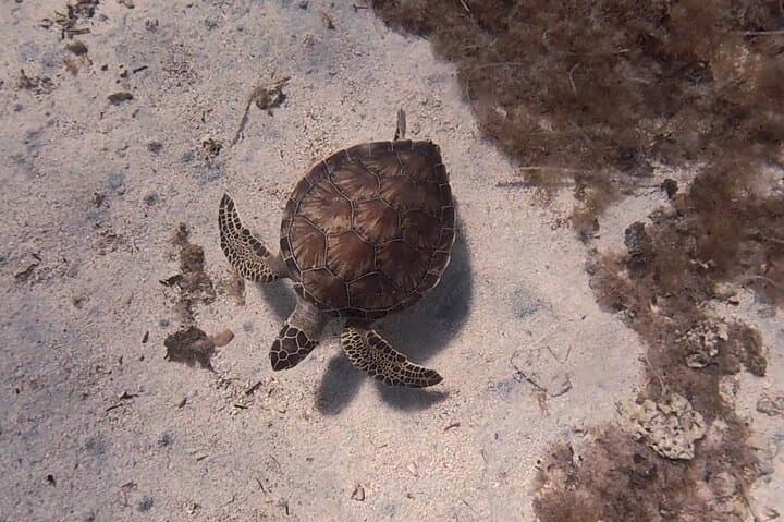 Discover Scuba Diving in Protaras — Green Bay Beginner Dives with Free Video photo 4