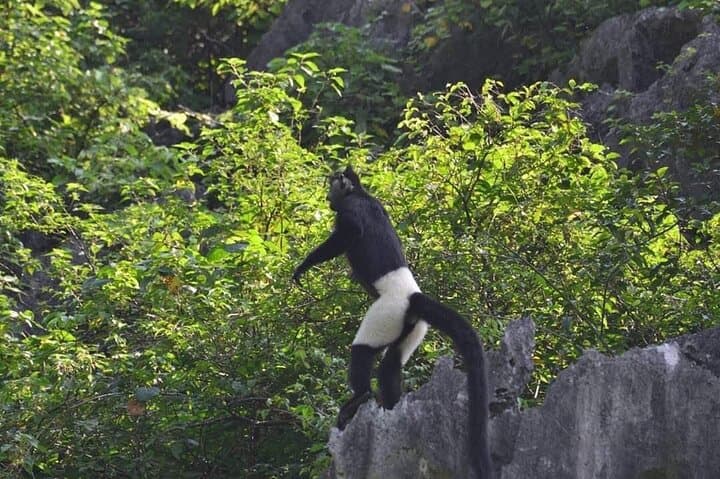 Full-Day Cuc Phuong National Park Hiking Tour — Ninh Binh Loop & Primary Forest Hike photo 3