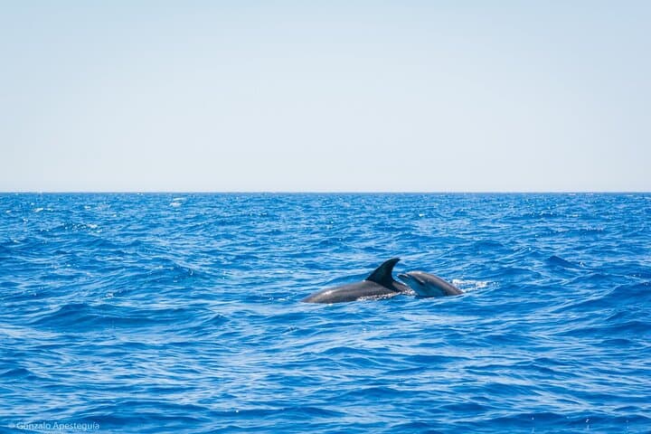 Silent Electric Catamaran Whale & Dolphin Watching with Hydrophone — Lanzarote photo 2