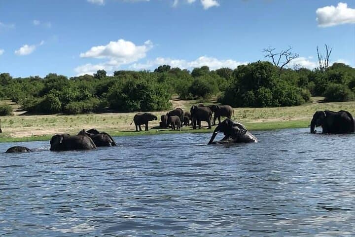 Chobe Day Trip from Livingstone: Chobe River Cruise & Game Drive photo 3