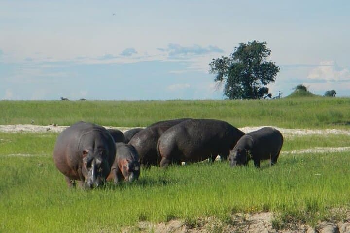 Chobe Day Trip from Livingstone: Chobe River Cruise & Game Drive photo 4