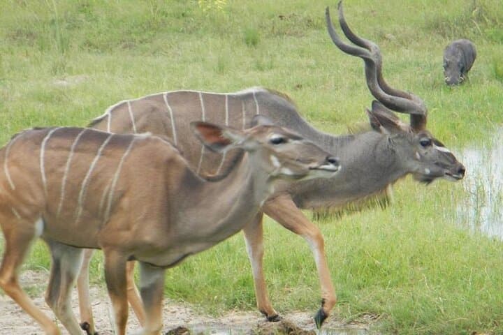 Chobe Day Trip from Livingstone: Chobe River Cruise & Game Drive photo 5