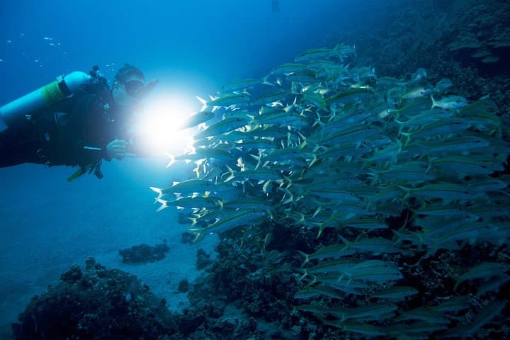 Fujairah Night Dive & Live BBQ: Bioluminescence, Hidden Reef Life, After-Dive Feast