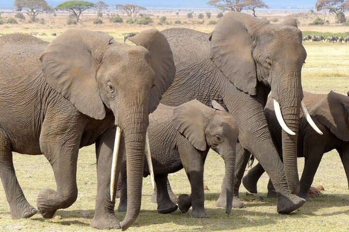 Chobe Day Trip from Livingstone: Chobe River Cruise & Game Drive photo 6
