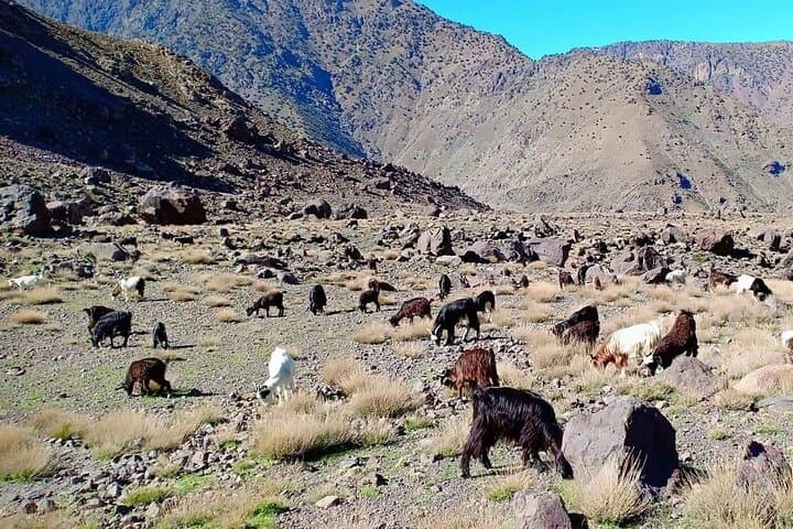 Berber Villages Trek in the High Atlas: 3-Day Imlil to Azzaden Valley Trek photo 2