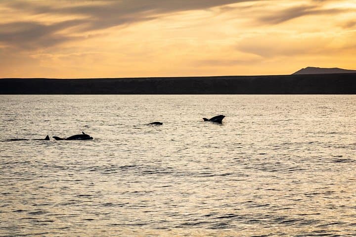 Electric Sunset Dolphin Tour from Puerto Calero — Eco Catamaran Cruise photo 1