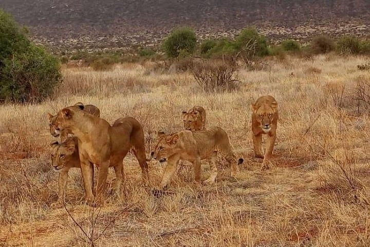 6-Day Affordable Camping Safari: Maasai Mara, Lake Nakuru & Amboseli photo 2