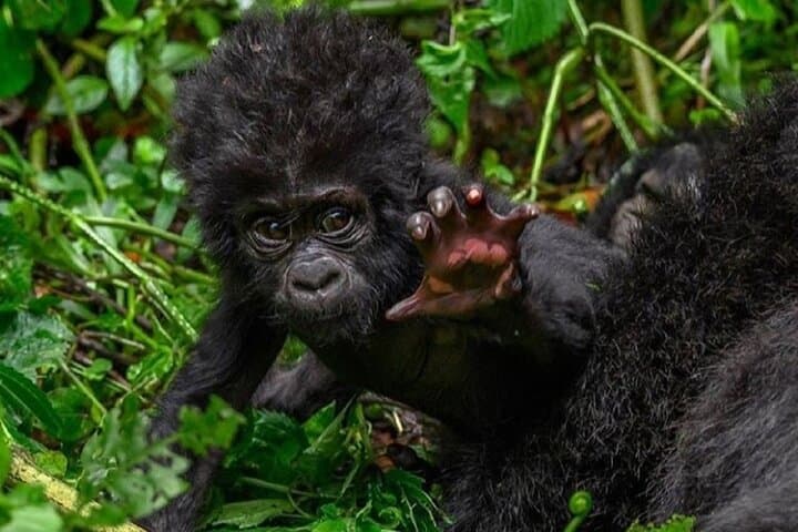6-Day Rwanda Primates & Wildlife Experience — Gorilla Trekking, Akagera Safari & Golden Monkeys photo 4