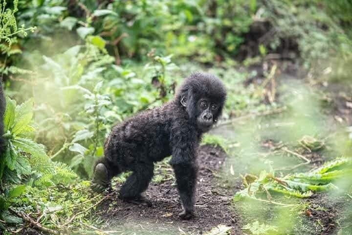 6-Day Rwanda Primates & Wildlife Experience — Gorilla Trekking, Akagera Safari & Golden Monkeys photo 5