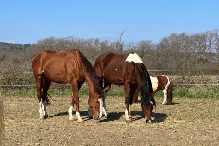 Family Horseback Riding in Konavle: Private Ranch Ride near Dubrovnik photo 3