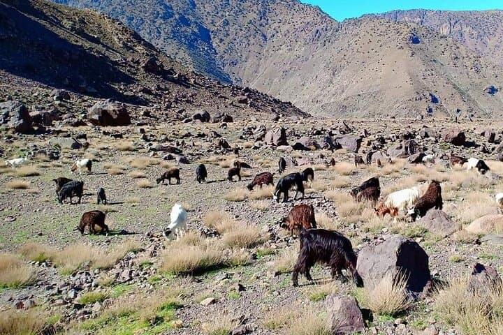 High Atlas Berber Villages Trek: 5-Day Guided Hike from Marrakech photo 4