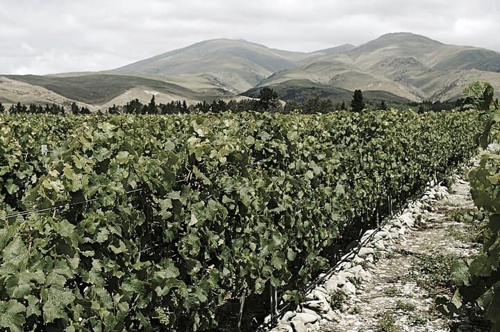 Valli Wine Tasting at Kinross Winery — Central Otago Pinot Noir Experience photo 4